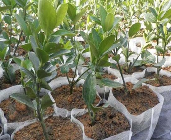 grow-bags-img